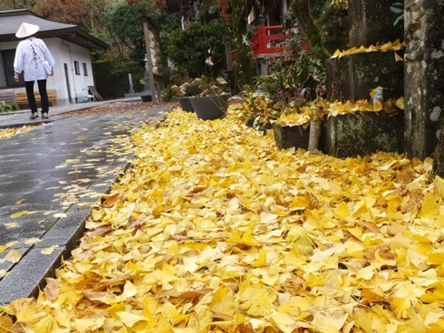 沿道に散り敷く銀杏紅葉_岩本寺