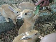 juさんのうさぎの島(大久野島)の投稿写真1