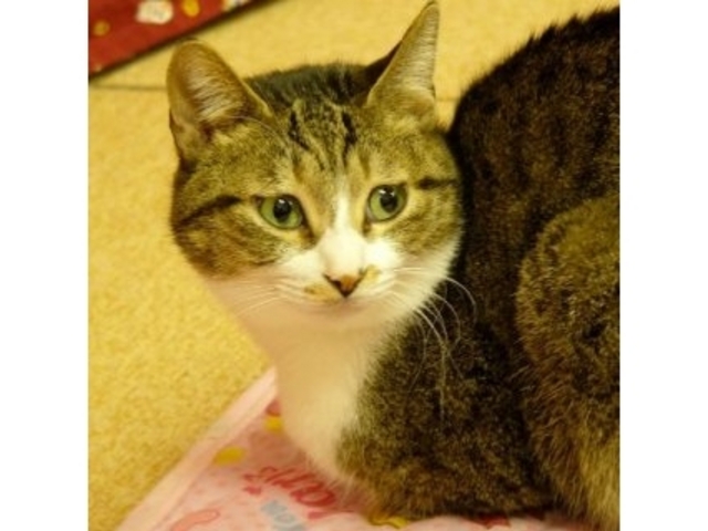 可愛かったです!_浅草ねこ園
