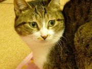 つねさんの浅草ねこ園の投稿写真1