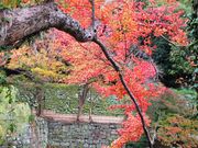 こぼらさんの紅葉渓庭園の投稿写真1