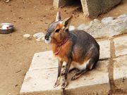こぼらさんの和歌山城公園動物園の投稿写真1