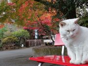 のほほん気分さんの唐澤山神社の投稿写真3