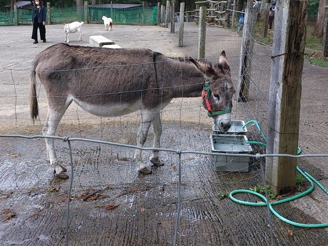 ロバ(だったような…)_磐梯高原南ヶ丘牧場