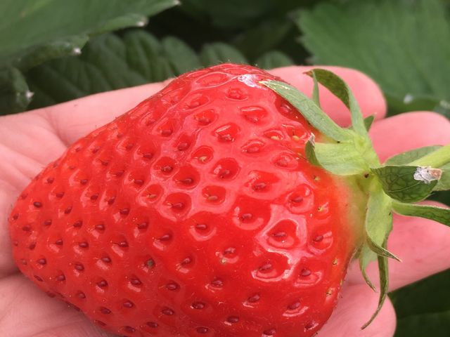 大きないちご_池いちご園