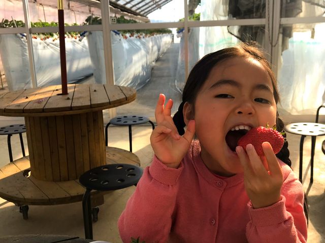 大きないちごを見つけてあーん!
_Angelina berrys farm