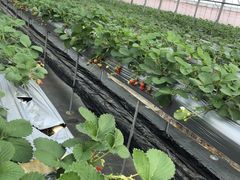 ちゃーちゃんさんのフルーツガーデンゆうへの投稿写真1