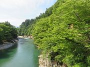 キヨさんの藤波八丁の投稿写真2