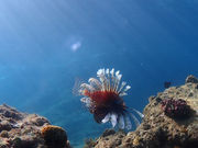 イルカくんさんの実久海岸の投稿写真4