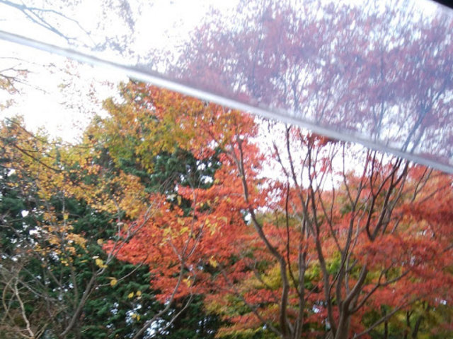 車窓から_比叡山・奥比叡ドライブウェイの紅葉