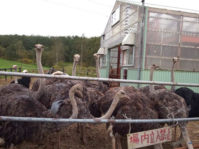 ダチョウ_ニセコ第2有島だちょう牧場