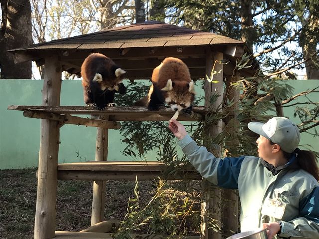 レッサーパンダが人気です_千葉市動物公園