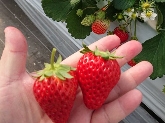 大きくて甘いいちご_いちご・ブルーベリー農園 ベリーの郷