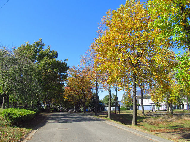 園路と黄葉_三橋総合公園
