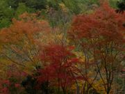 ふみこさんの高野龍神スカイラインの投稿写真1