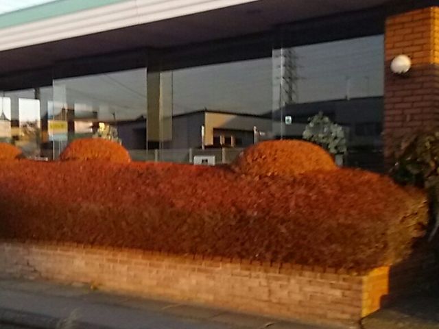 バンビ_バンビ