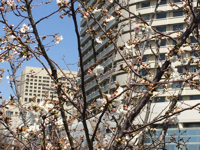 桜の時期も良いですよ_ホテルニューオータニ大阪