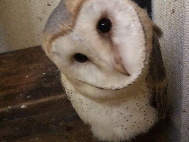 糞まみれ..._owlcafeふくろう茶房新宿店