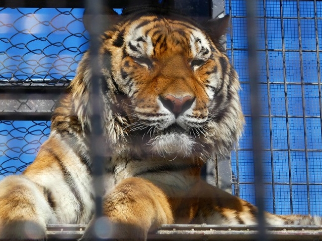京都府京都市左京区・京都市動物園_京都市動物園