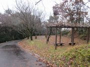 Yanwenliさんの木の丸公園の投稿写真2