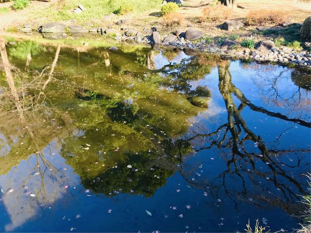 【大堰川(小石川後楽園)】冬空を映した冷たそうな水面_大堰川(小石川後楽園)