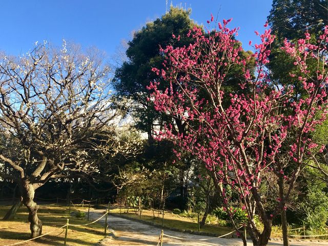【後楽園の梅】早咲きの木は花をつけていました_後楽園の梅