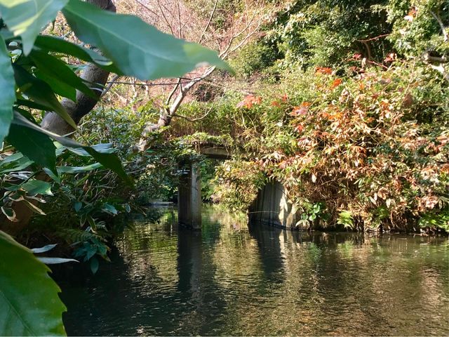 【関口芭蕉庵】ややうっそうとして野趣あふれます_関口芭蕉庵