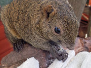 leo-whiteさんの金華山リス村の投稿写真1