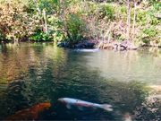 めのうさんの関口芭蕉庵の投稿写真5