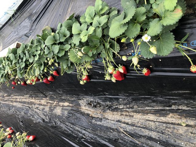 完熟がいっぱい_MASHIKO STRAWBERRY FARM