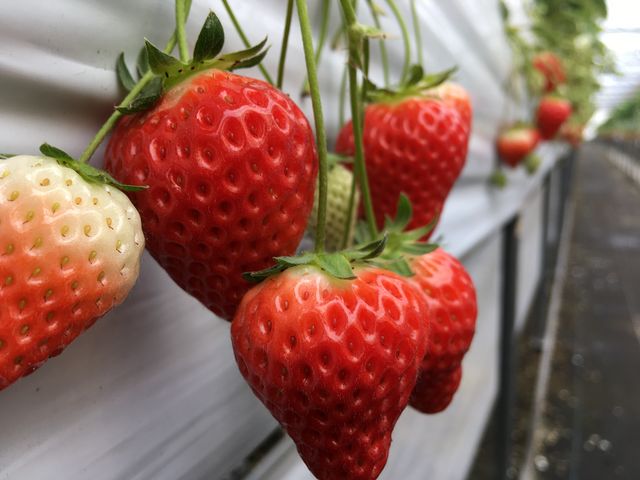 朝イチがおススメ_日隈いちご園