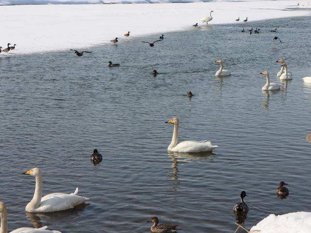 オオハクチョウ_永山新川