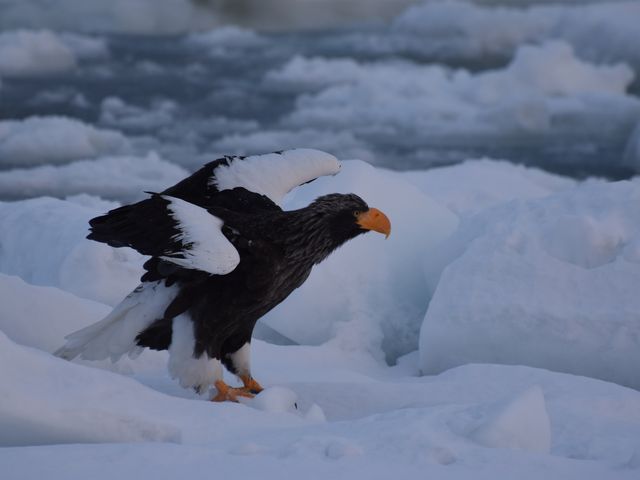 流氷と鳥_観光船はまなす