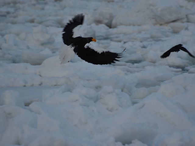 流氷と鳥_観光船はまなす