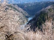 こぼらさんの月ケ瀬梅林の投稿写真1