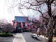 こぼらさんの真福寺の投稿写真1