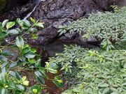 甘辛熊さんの嘉入の滝の投稿写真3