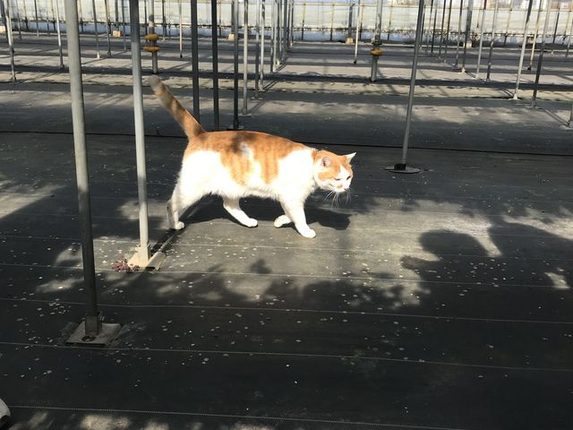 放し飼いの猫。知らない子供が引っ掻かれていた。HPに明記するべき。係の人はたまに様子を見るべき。_さっちゃん家の幸せいっぱいイチゴ園