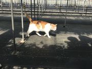みーこさんのさっちゃん家の幸せいっぱいイチゴ園の投稿写真2