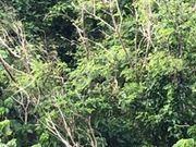 いーづさんの中島公園の投稿写真1
