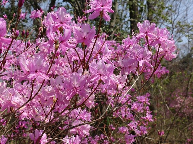 早くもツツジが咲いています。_県営馬見丘陵公園