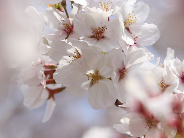 桜は満開でした。_県営馬見丘陵公園