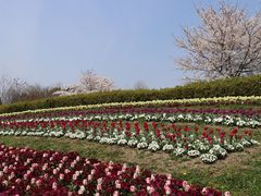 Yanwenliさんの県営馬見丘陵公園への投稿写真1