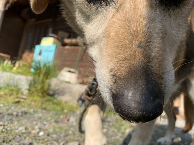 犬のろくちゃん、おとなしくて人懐っこいわんちゃん_蒼林窯