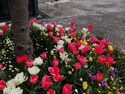 みかさんのさくら広場の投稿写真1