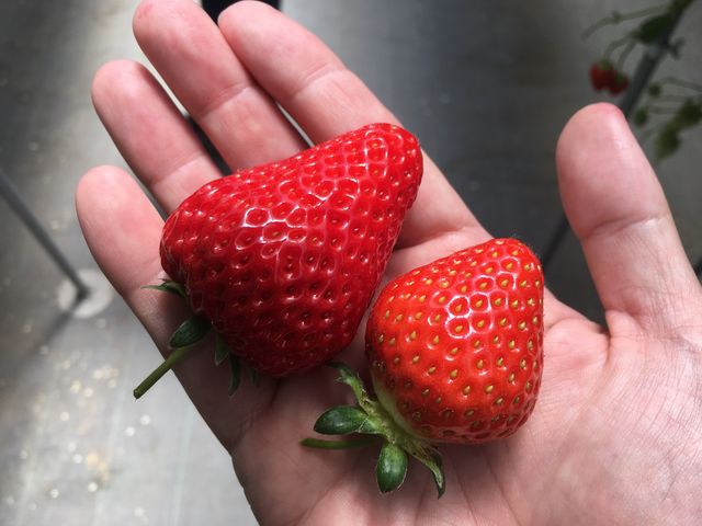 とにかくでかい_いちご畑花園