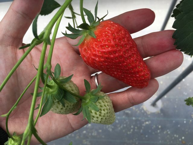 でかいんだわ_いちご畑花園
