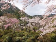 ニコちゃんさんの蓬莱園の投稿写真1