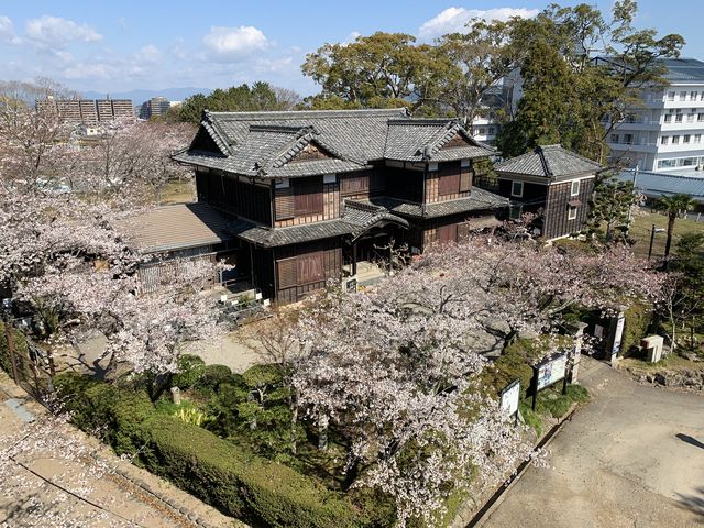歴史資料館こ周りのサクラ_松坂城跡(松阪公園)の桜