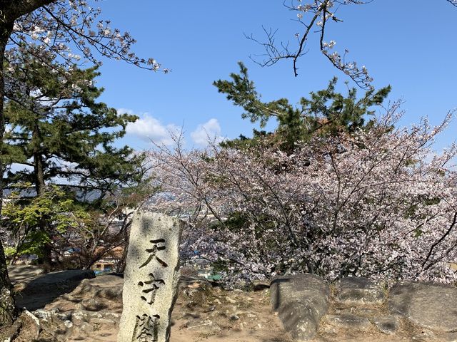 天守跡のサクラもあと少し_松坂城跡(松阪公園)の桜